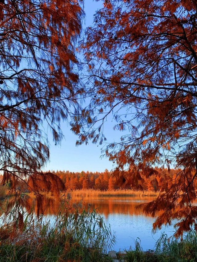 上海版“阿勒泰”｜水杉林美到窒息