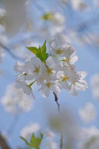 ภาพถ่ายดอกซากุระบานบนถนนไท่ผิงในเมืองตู้เจียงหยาน | เข้าพักที่ Anya Mantu และสัมผัสประสบการณ์การถ่ายภาพท่องเที่ยวช่วงฤดูใบไม้ผลิสุดพิเศษ