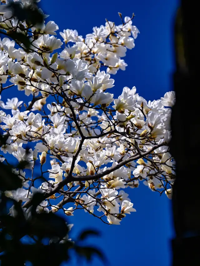 The magnolias in Xitang are in full bloom, truly proving that the ancestors had exquisite taste!