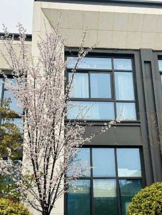 On the Spring Equinox, I went to Fengxian Hotel for a gentle encounter with spring.