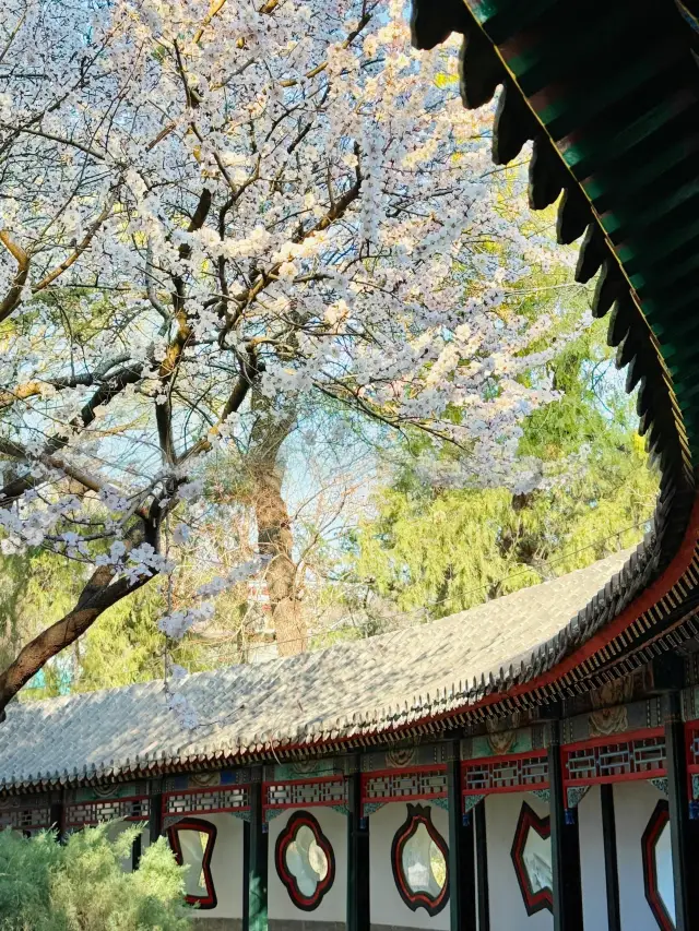 Peach Blossoms on the West Causeway of the Summer Palace, the embodiment of spring in Song Dynasty poetry