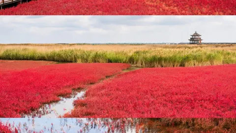  Panjin Red Beach: Stumble into a real-life Red Planet! — traveler post in Panjin