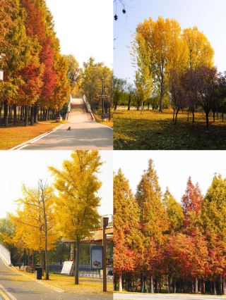 Spent five days in Puyang this autumn, and the whole trip was a hit!