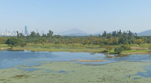 Hong Kong Wetland Park - Wetland and Marshes