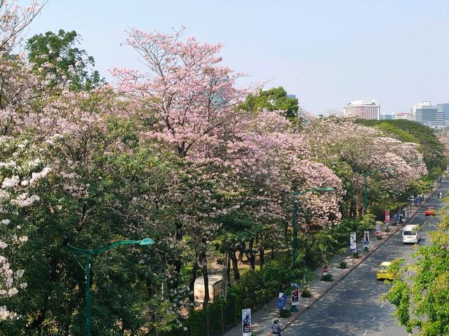 ชมพู่พันธุ์สวนจตุจักร