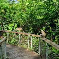 Hiking at Macritchie Nature Trail