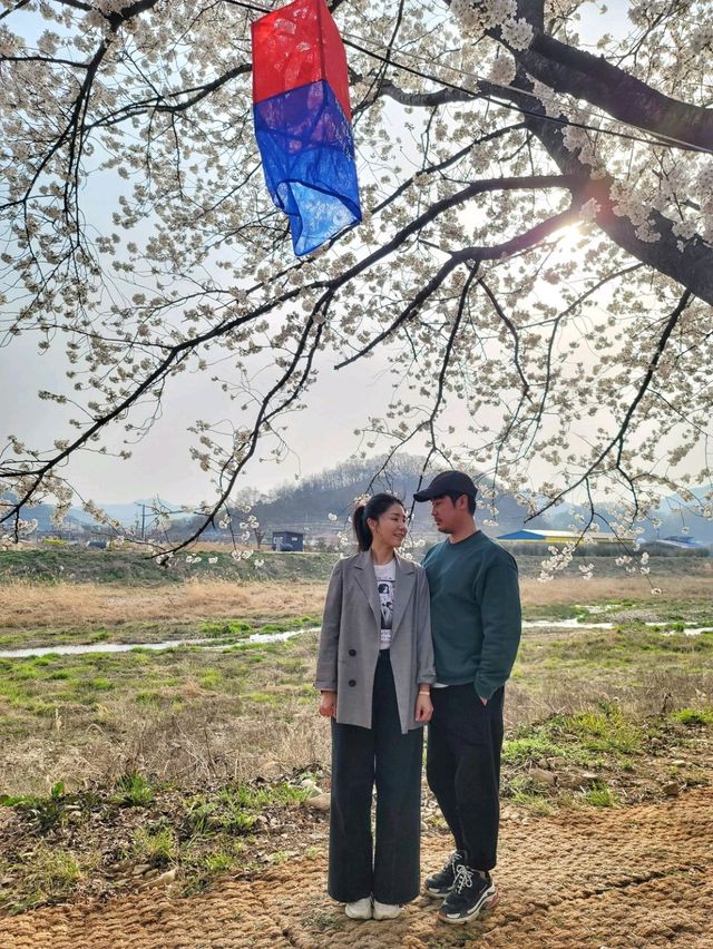 대구근교 벚꽃로드, 실시간 청도 벚꽃터널🌸