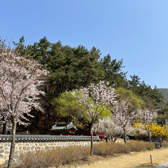 사진찍기 좋은 봄꽃 스팟:: 우암사적공원🌼