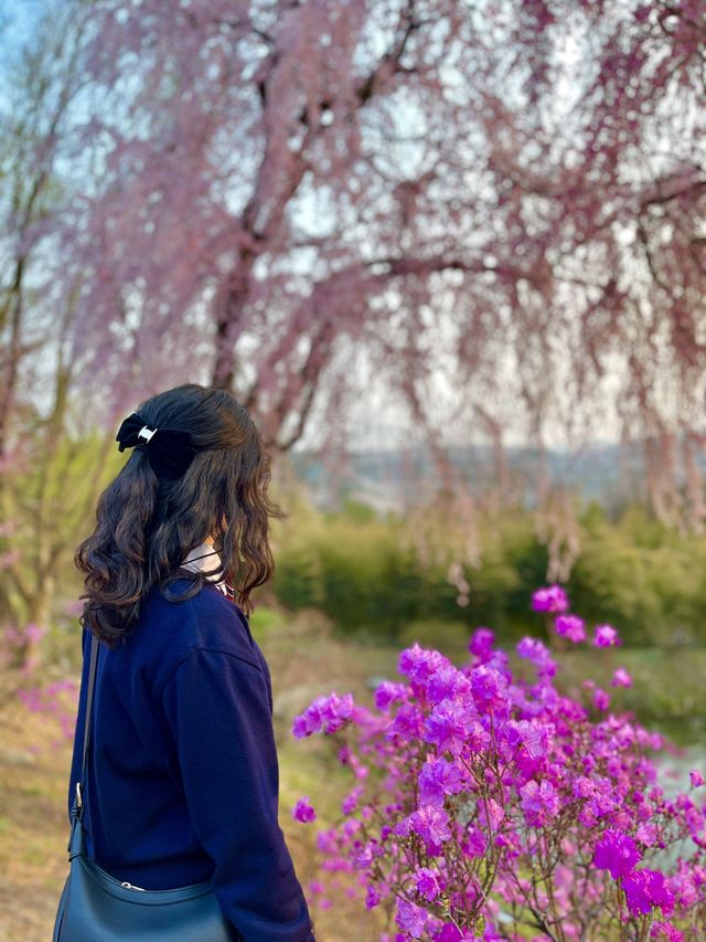 에버랜드 숨은 풍경 맛집, ‘하늘 정원길’🌸💕