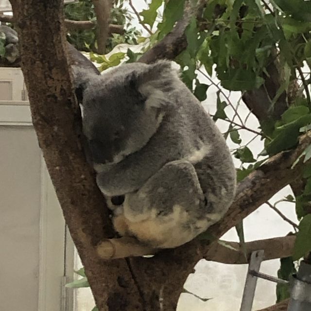 台北市動物園半日遊🐘🦓🐪🦦🦥