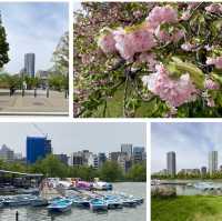東京賞櫻熱點 - 上野公園