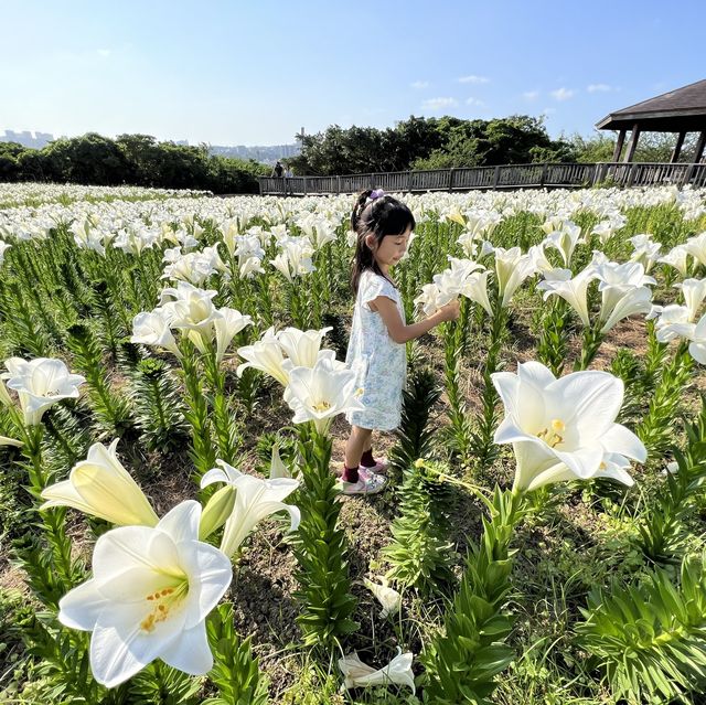 #沖繩百合花祭 #花期係❓#免費入場 #而家開咗3分2啦  #百合花田海 #沖繩自駕遊 #沖繩親子行程 #駐站作家 