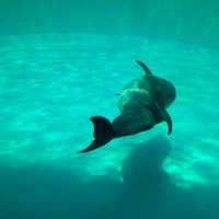 【日本　名古屋港水族館】