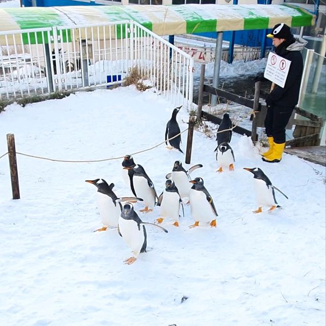 ชมความน่ารักของพาเหรดเพนกวิน ที่ Otaru Aquarium