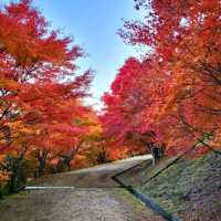 Autumn around Matsumoto Nagano.