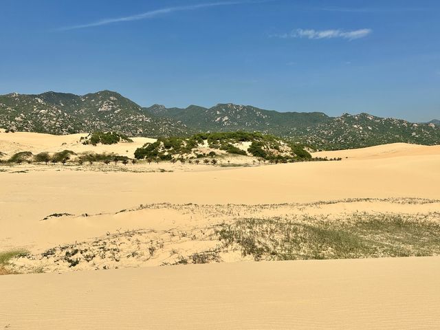 요즘 나트랑 여행의 필수 코스로 뜨는 판랑 사막투어🐫