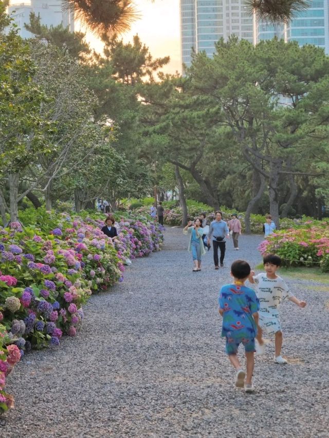 끝없이 펼쳐진 수국길에서