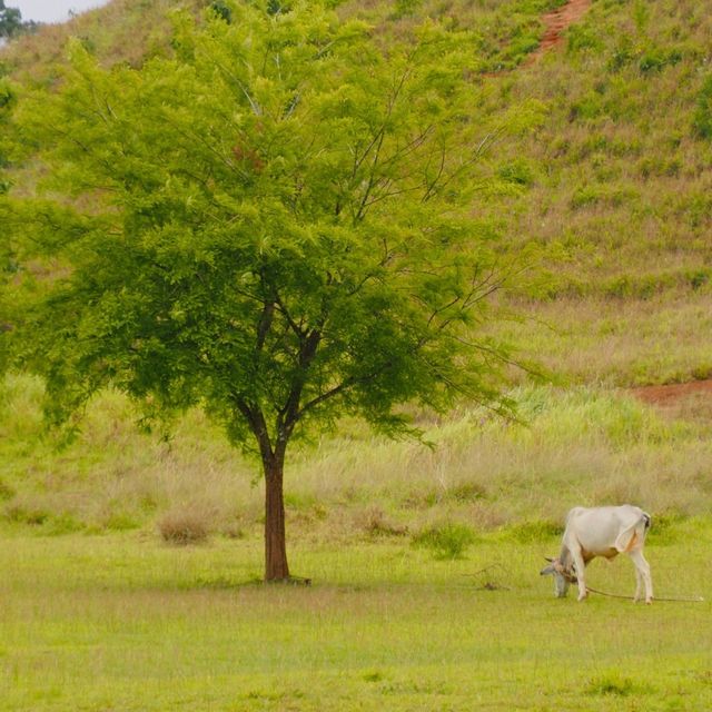 “ระนอง” ไม่ได้มีดีแค่ทะเล 🌾