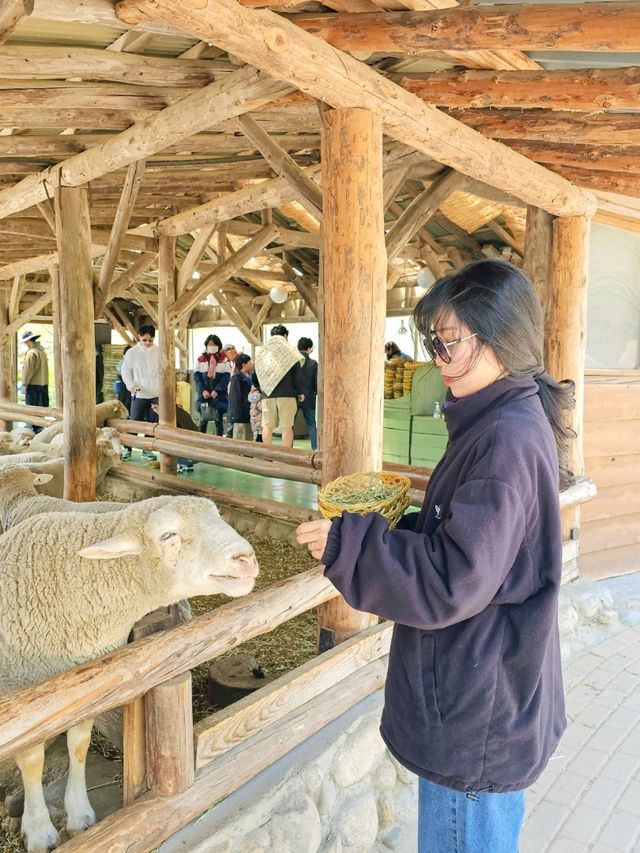 🫧알프스 뺨치는 한국의 대관령 양떼목장🫧