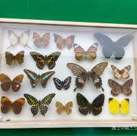 《迷你版生物多樣性博物館在將軍澳》