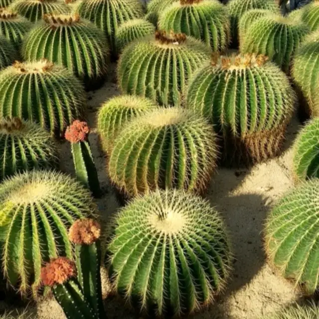 深圳郊遊好去處：仙湖植物園