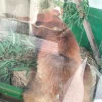 TOBU ZOO ญี่ปุ่น
