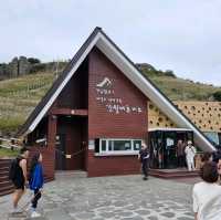 가을의 시작 억새보러가자