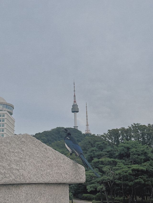 선선한 날, 산책하기 좋은 곳 [남산공원 백범광장]