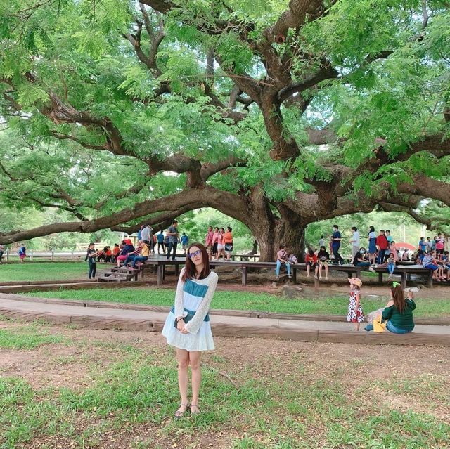 ต้นจามจุรียักษ์ ที่กาญจนบุรี