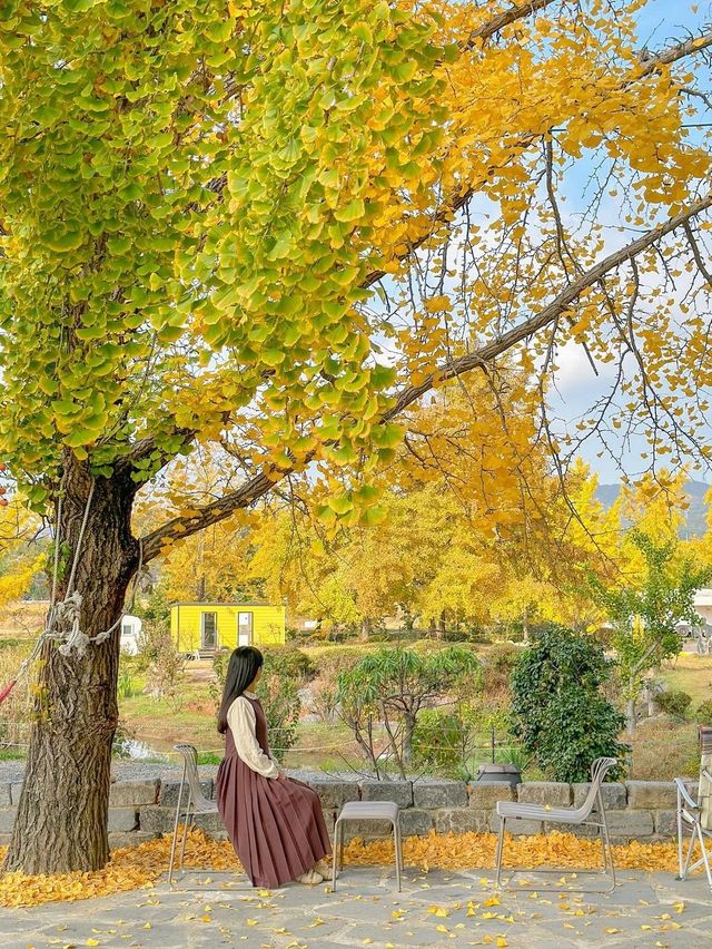 이번 주말 제일 예쁠 보령 청라 은행마을💛