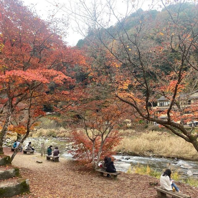愛知縣最美香嵐溪