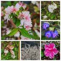 情侶賞花🌺好去處：嘉道理農場🤗