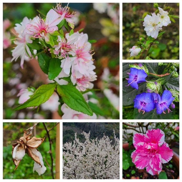 情侶賞花🌺好去處：嘉道理農場🤗