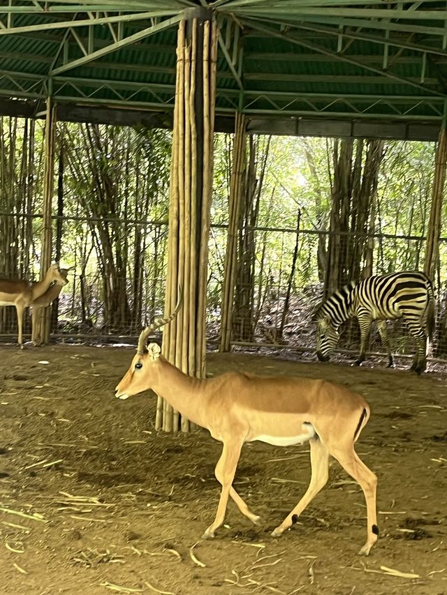 Animal Encounter at Cebu Safari