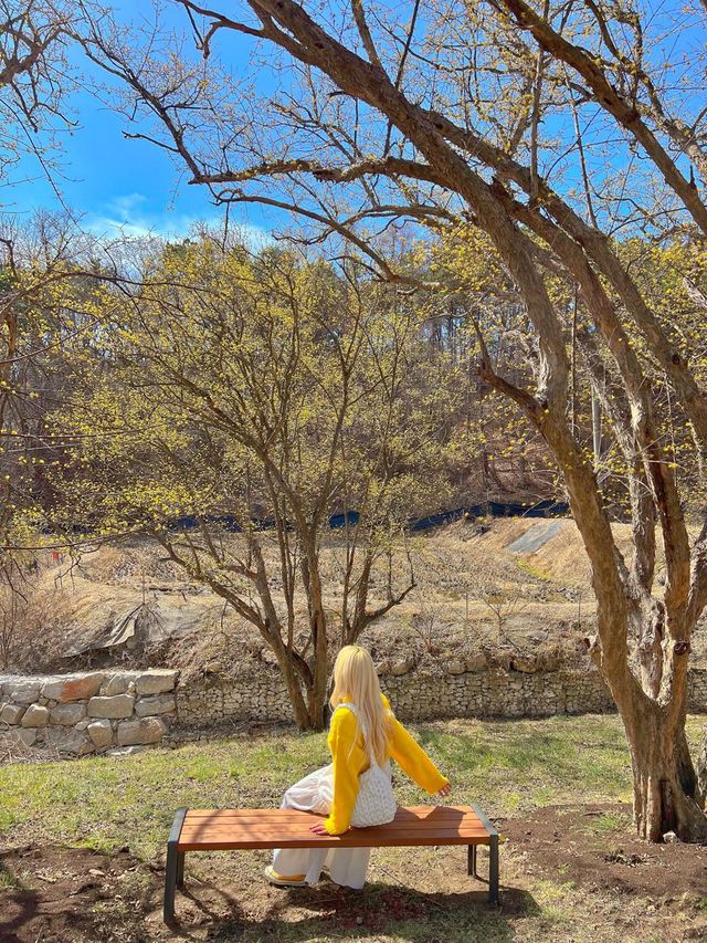 구례산수유축제에 가기 힘들다면?🌼🌼