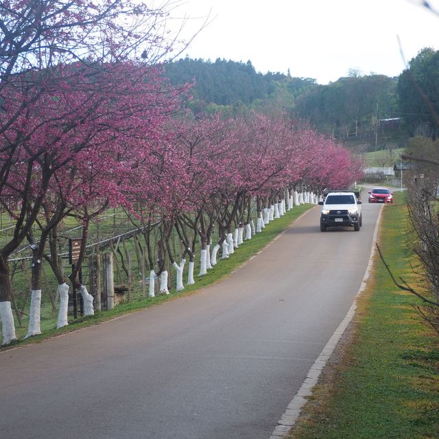 Doi Ang-Khang Chiangmai