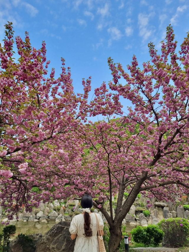 이국적인 겹벚꽃 명소, 경희대학교🌸