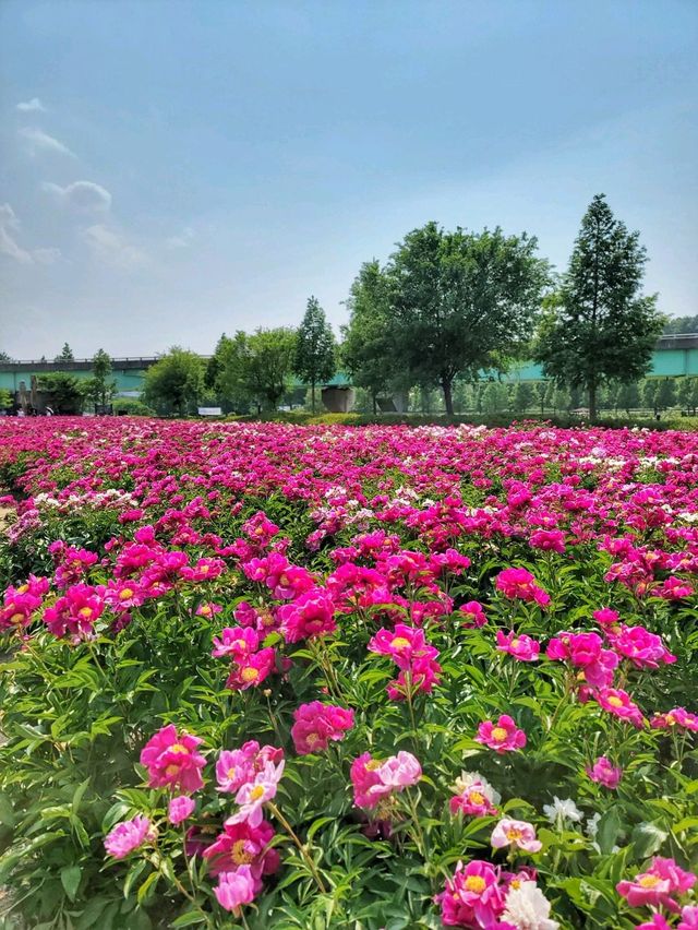 지금 만개한 작약꽃 즐기기! 합천 핫들생태공원🌺