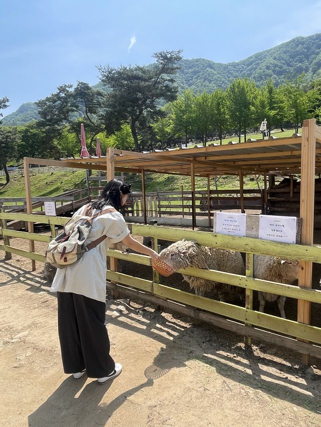 강원도 알프스는 어디? 춘천 해피초원목장🌿