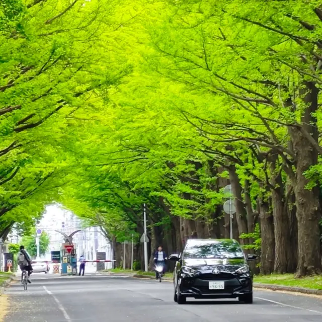 全日本最美大學～北海道大學