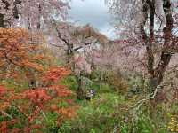 京都　京都観光　原谷苑の桜のトンネルに圧倒された！