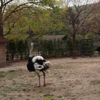 探險首爾大公園 🚡🦓🏞️