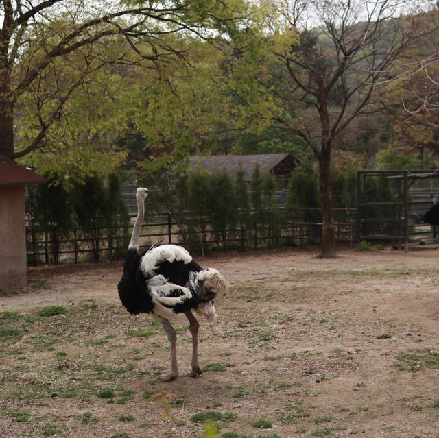 探險首爾大公園 🚡🦓🏞️