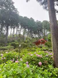 【京都】三室戸寺あじさい園