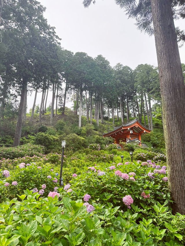 【京都】三室戸寺あじさい園