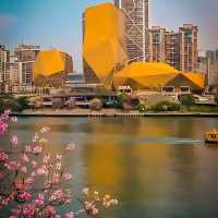 This isn’t Japan’s Sakura. It’s Liuzhou,China