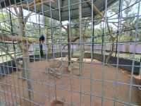 Melaka Crocodile Farm ✨