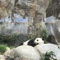 全新動物展館「樹懶與好友」