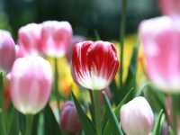 Miracle of Natural สวนดอกไม้เมืองหนาว 🌸🌹🌻💐