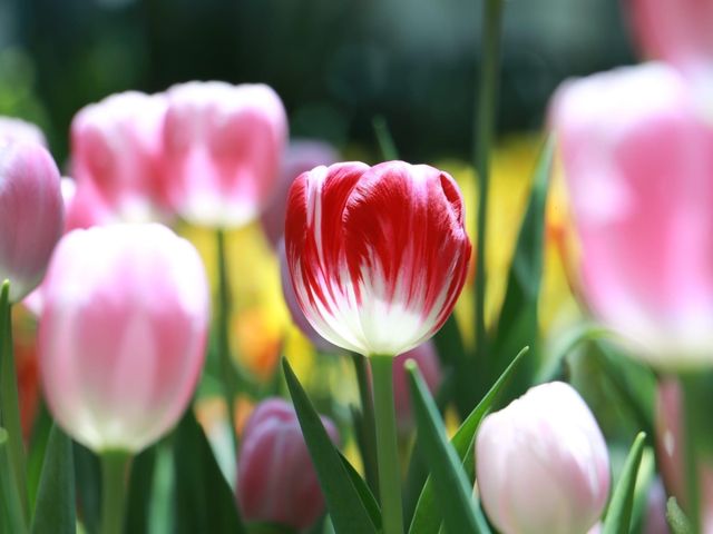 Miracle of Natural สวนดอกไม้เมืองหนาว 🌸🌹🌻💐